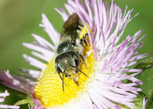 Image of Osmia georgica Cresson 1878