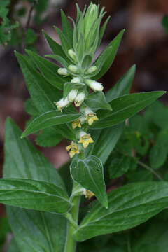 Image of Digitalis viridiflora Lindl.