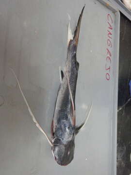 Image of Long-barbeled sea catfish