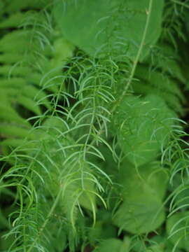 صورة Asparagus cochinchinensis (Lour.) Merr.