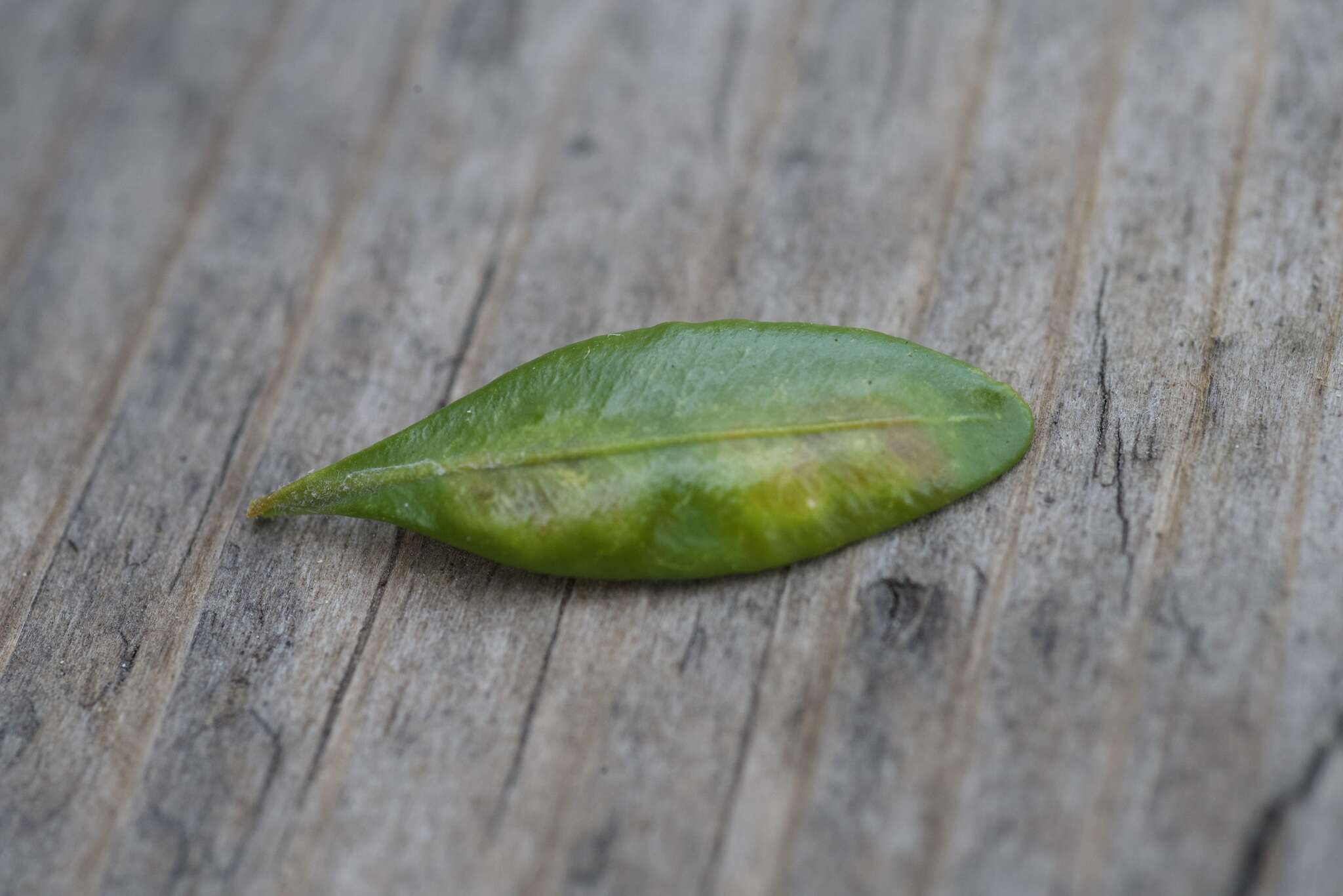 Image of Boxwood leafminer