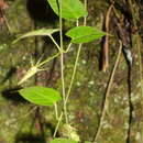 Image of Gonolobus versicolor R. E. Woodson