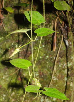 Image of Gonolobus versicolor R. E. Woodson