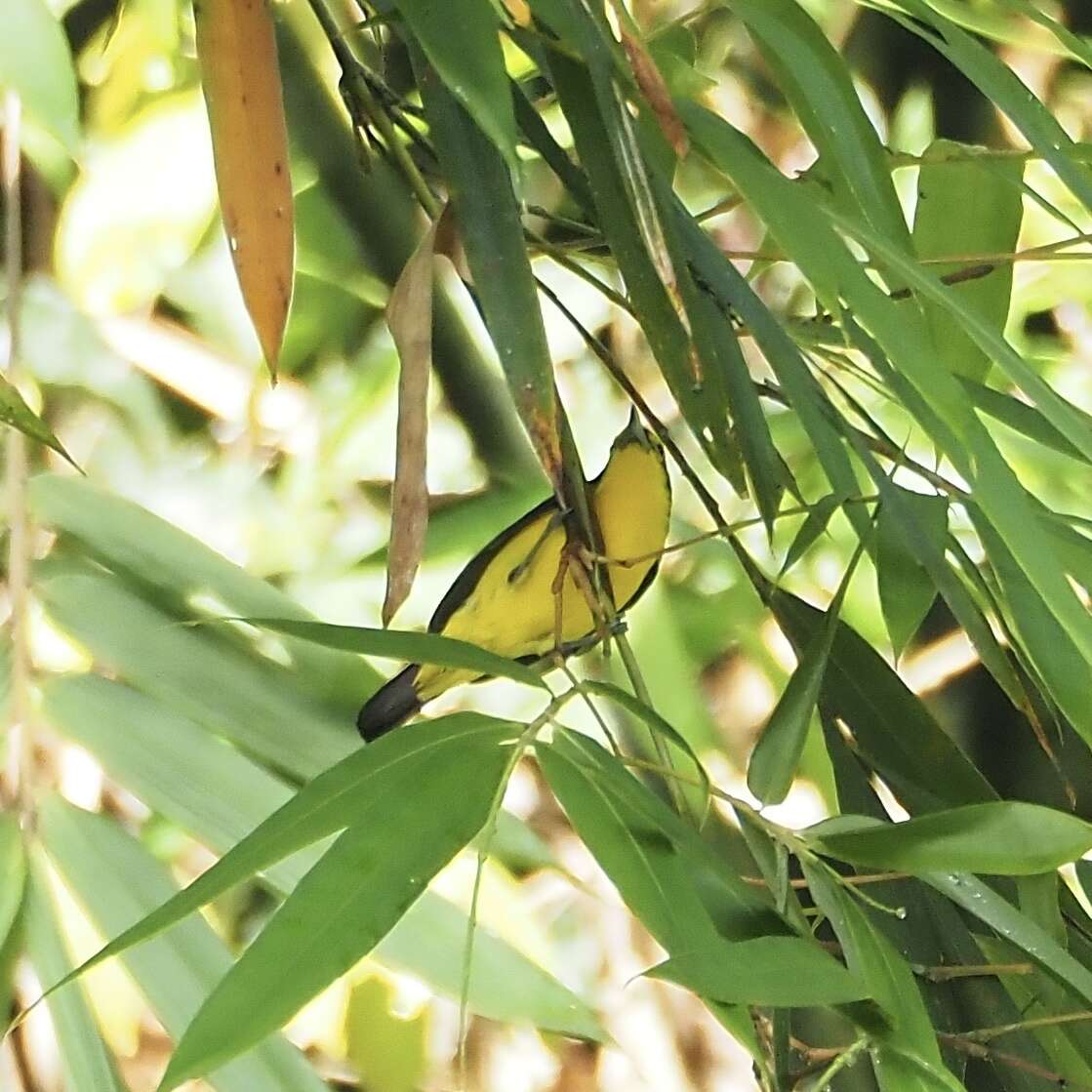 Aegithina lafresnayei (Hartlaub 1844) resmi