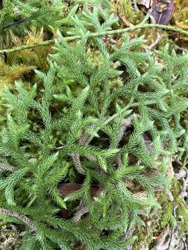 Image of Hair-Tip Ground-Pine