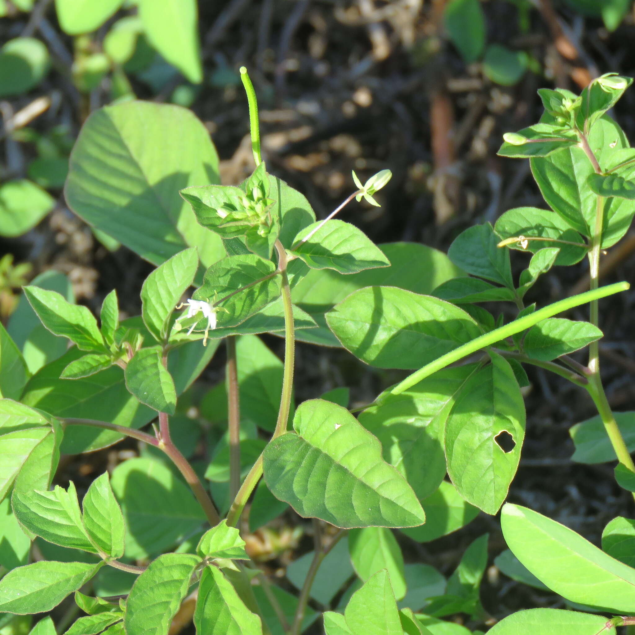 Слика од Hemiscola aculeata (L.) Rafin.