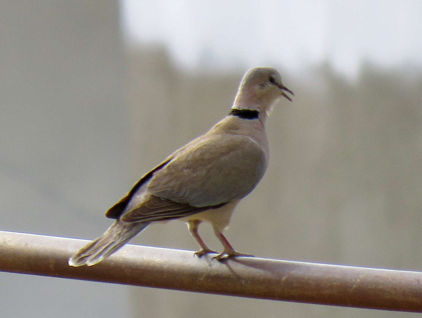 Image of Streptopelia capicola capicola (Sundevall 1857)