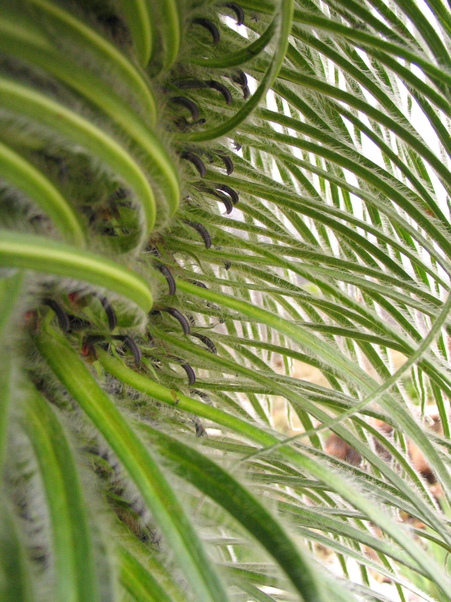 Image of Lobelia telekii Schweinf.