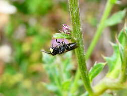 Image of Hylaeus communis Nylander 1852