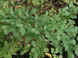 Image of bicolor lespedeza