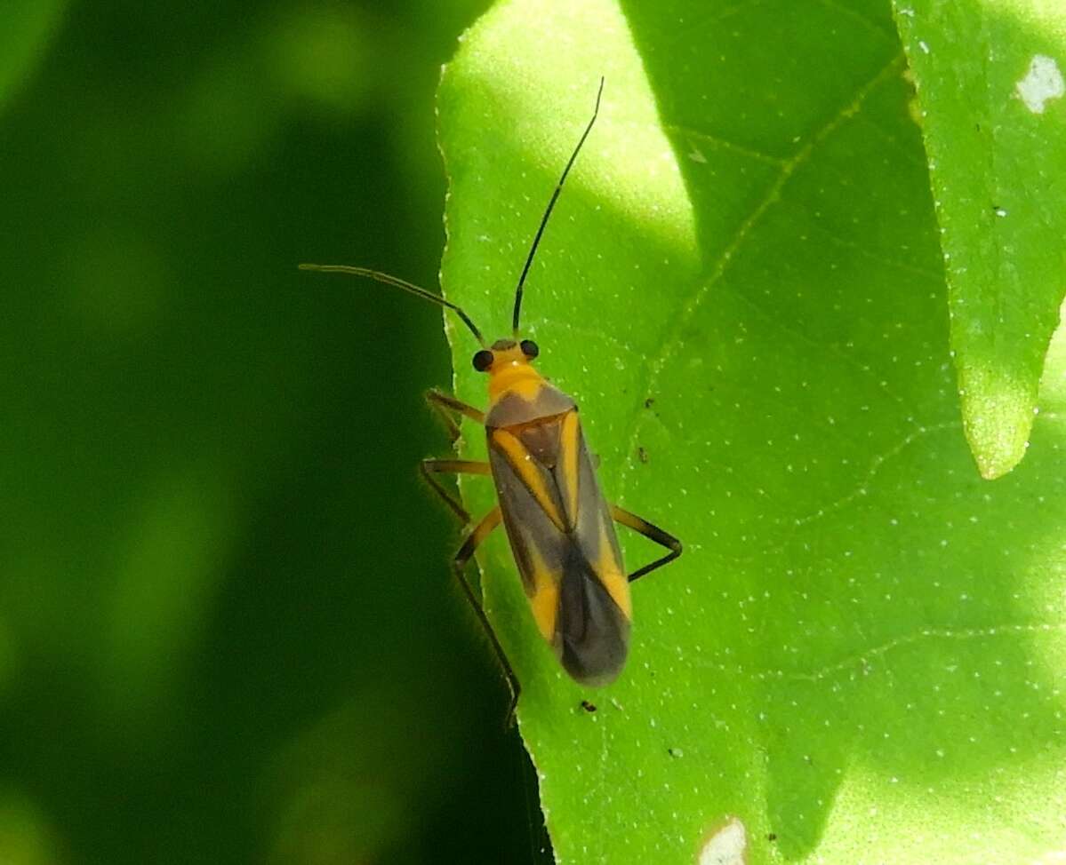 Prepopsoides occidentalis (Carvalho & Schaffner 1974)的圖片