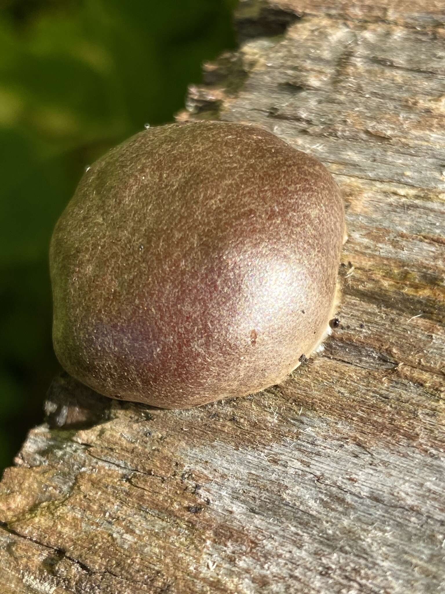 Image of Reticularia splendens