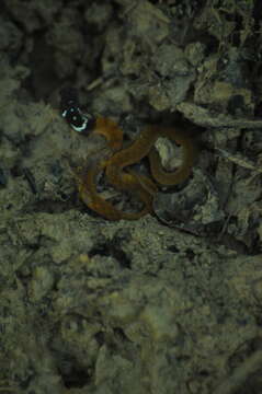 Image of Red-bellied Keelback