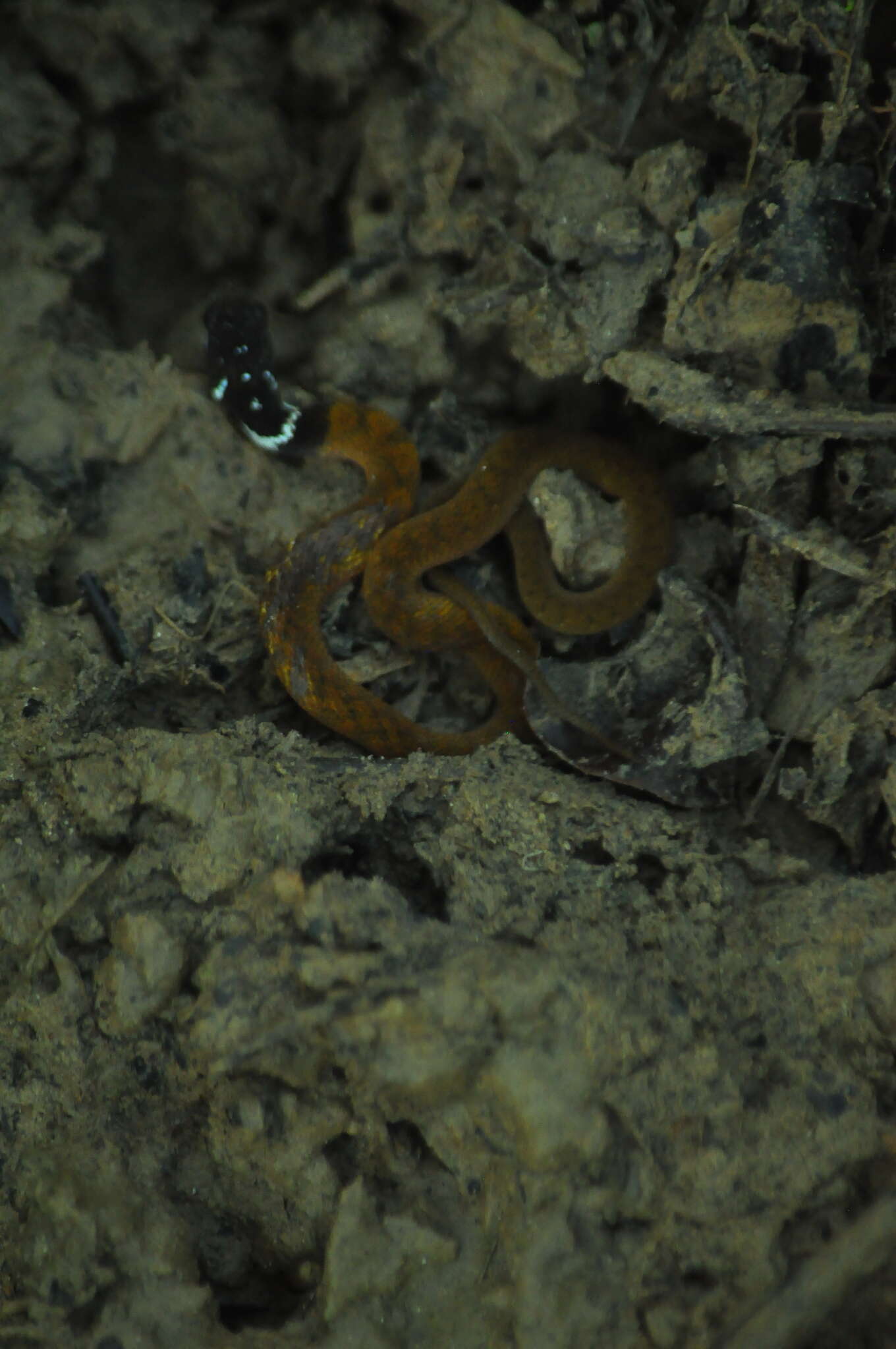 Image of Red-bellied Keelback