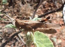 Слика од Peakesia striata (Tepper 1896)