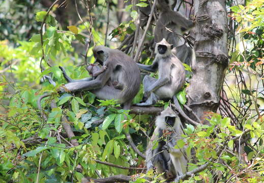 Image of Coromandel Sacred Langur