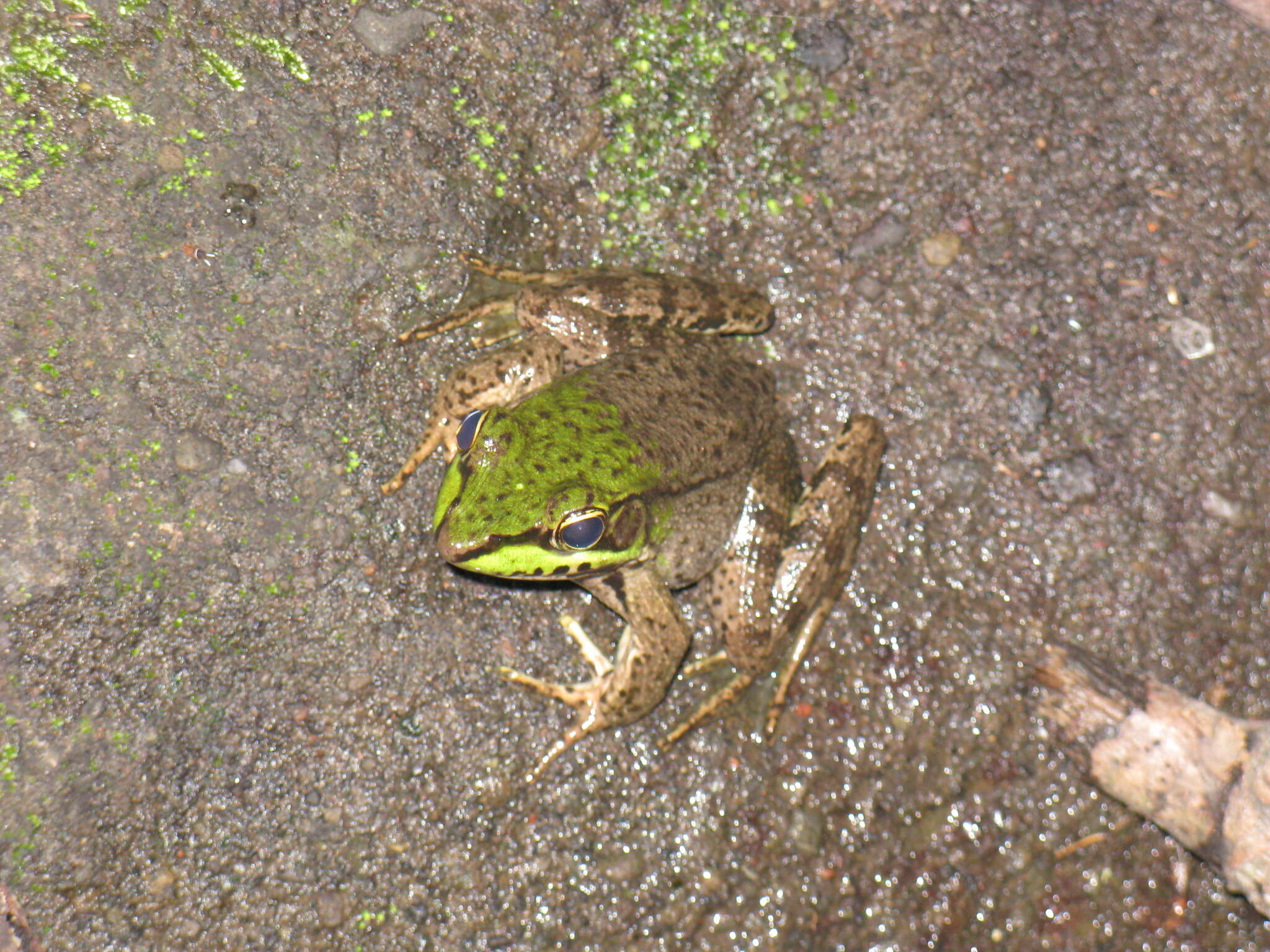 Image of Common Marsh-Frog