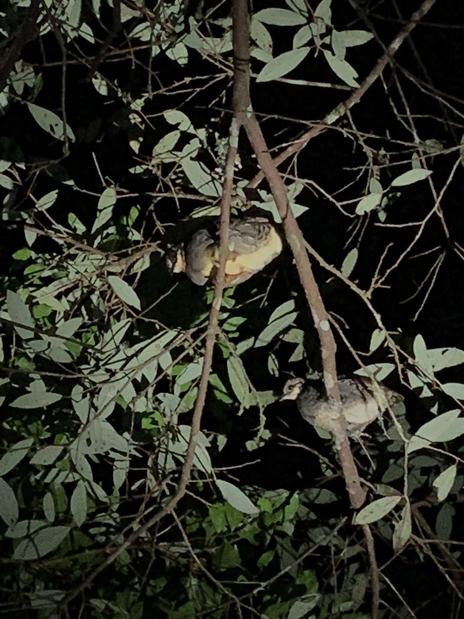 Image of Taiwan Hill Partridge