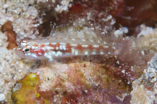 Image of Adorned dwarfgoby