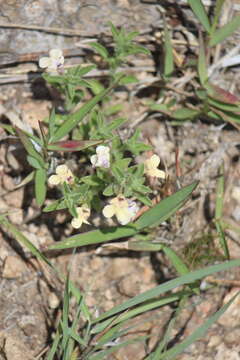 Image of Salvia axillaris Moc. & Sessé ex Benth.