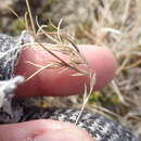 Image of Festuca frederikseniae E. B. Alexeev