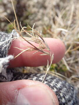 Image of Festuca frederikseniae E. B. Alexeev