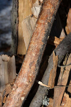 Image of Six-toothed spruce bark beetle