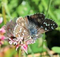 Image of large grizzled skipper