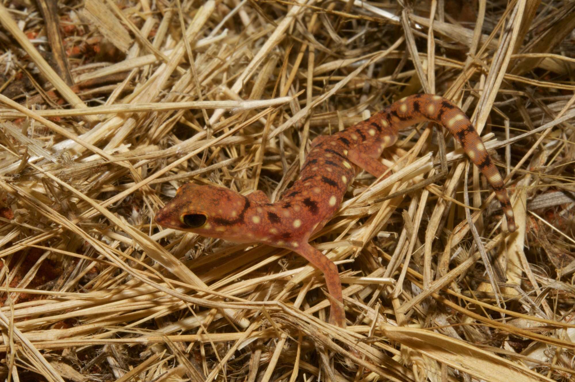 Image of Beaked Gecko