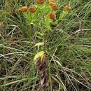 Image of Helichrysum transmontanum O. M. Hilliard