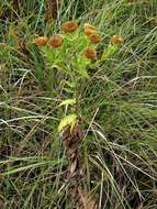 Image of Helichrysum transmontanum O. M. Hilliard