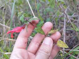 Imagem de Salvia disjuncta Fernald