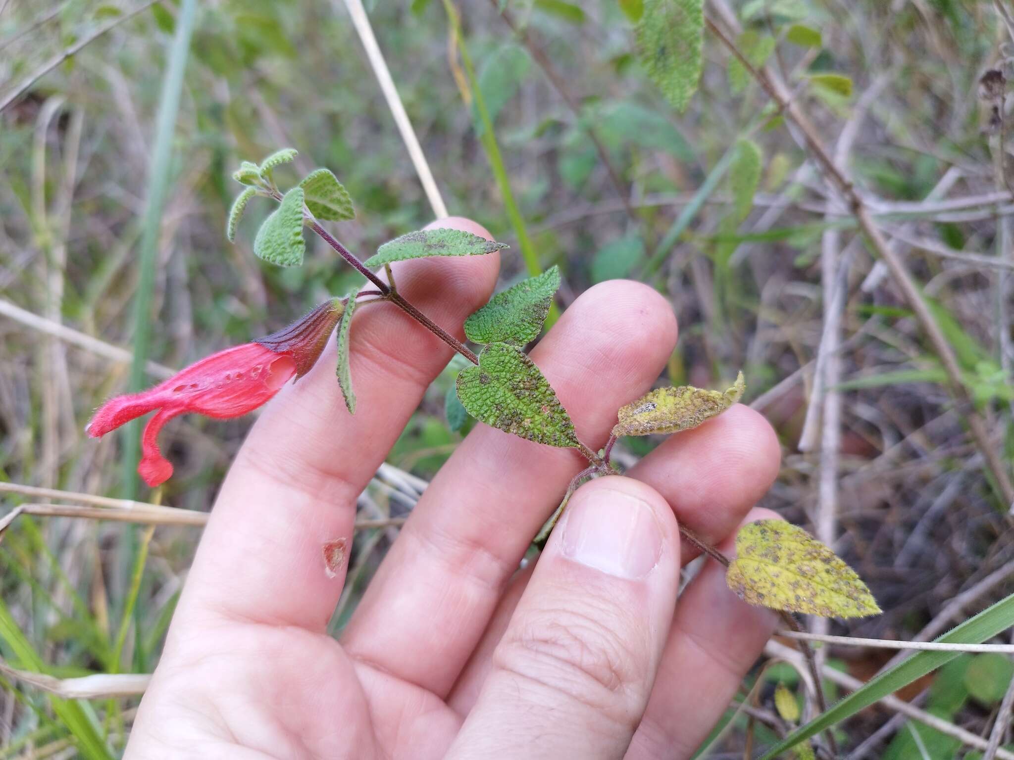 Imagem de Salvia disjuncta Fernald