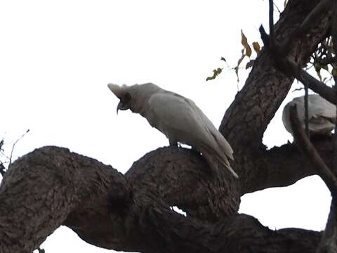 Image of Western Corella