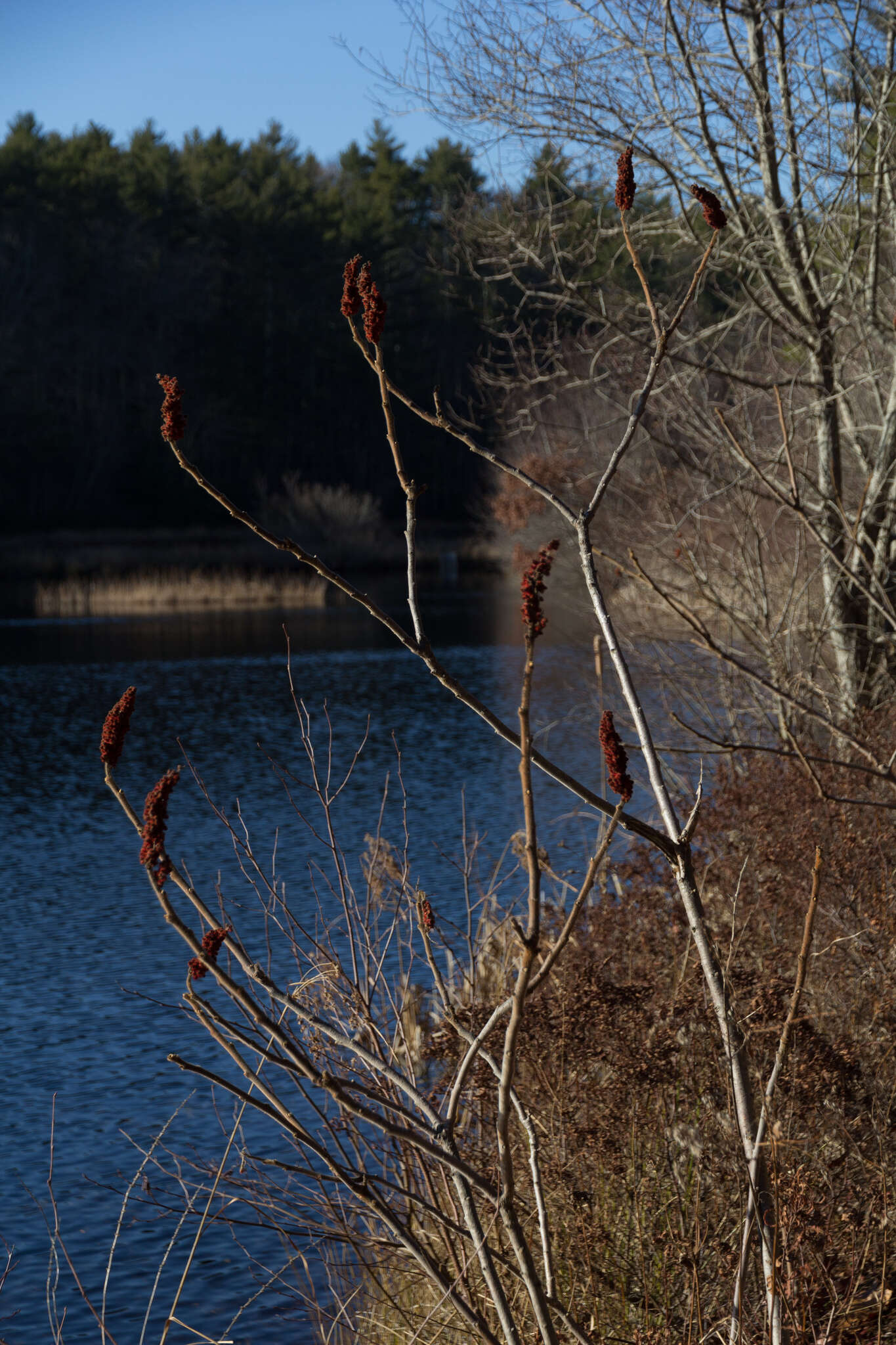 Image of staghorn sumac