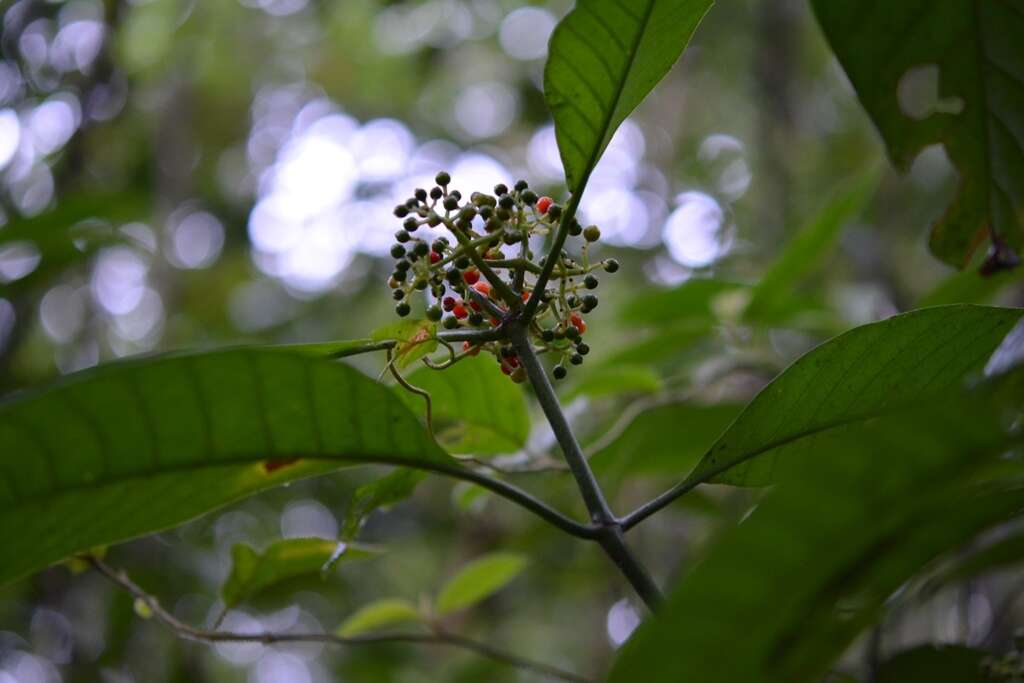 Plancia ëd Psychotria trichotoma M. Martens & Galeotti