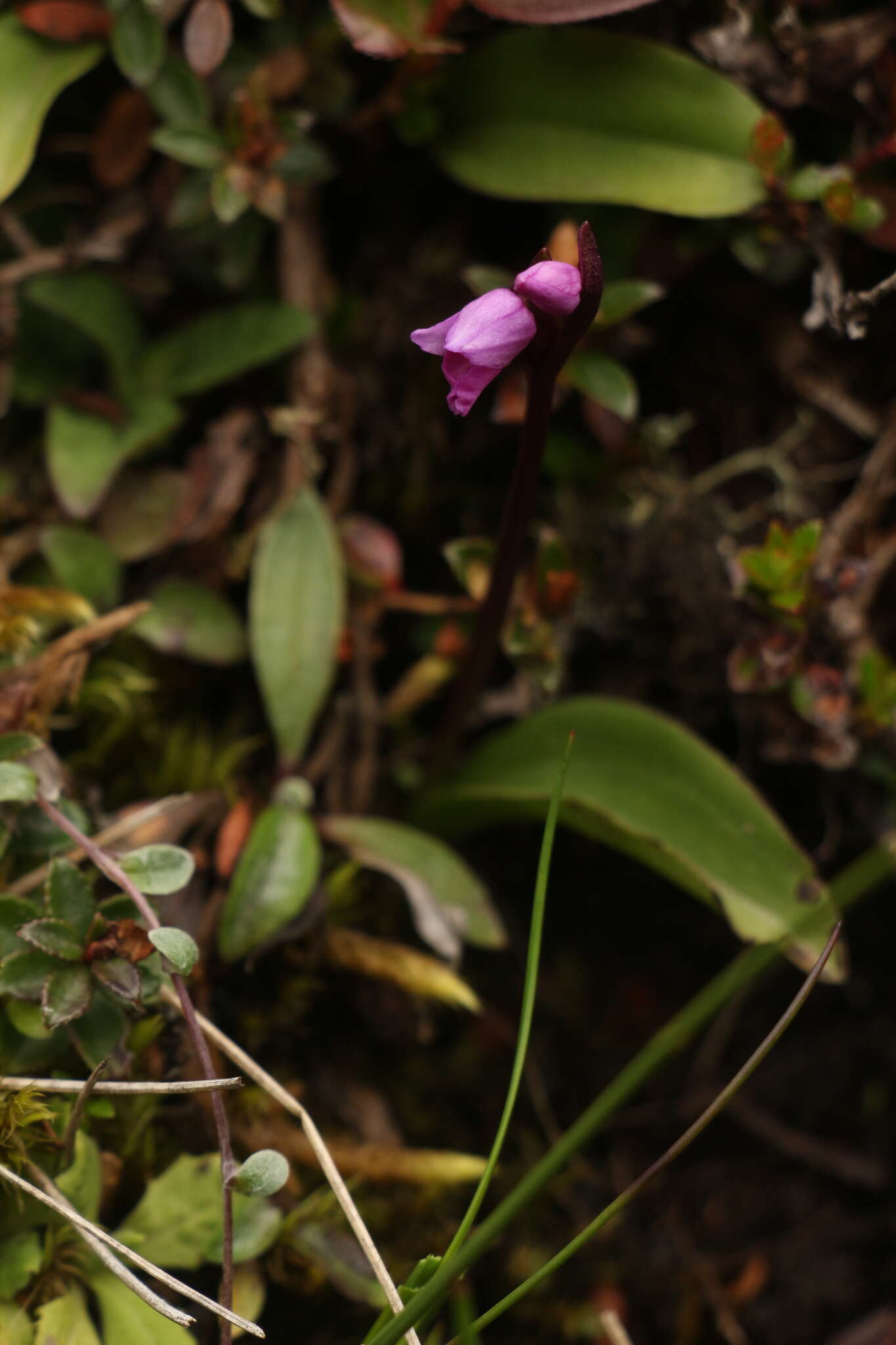 Imagem de Galearis spathulata (Lindl.) P. F. Hunt