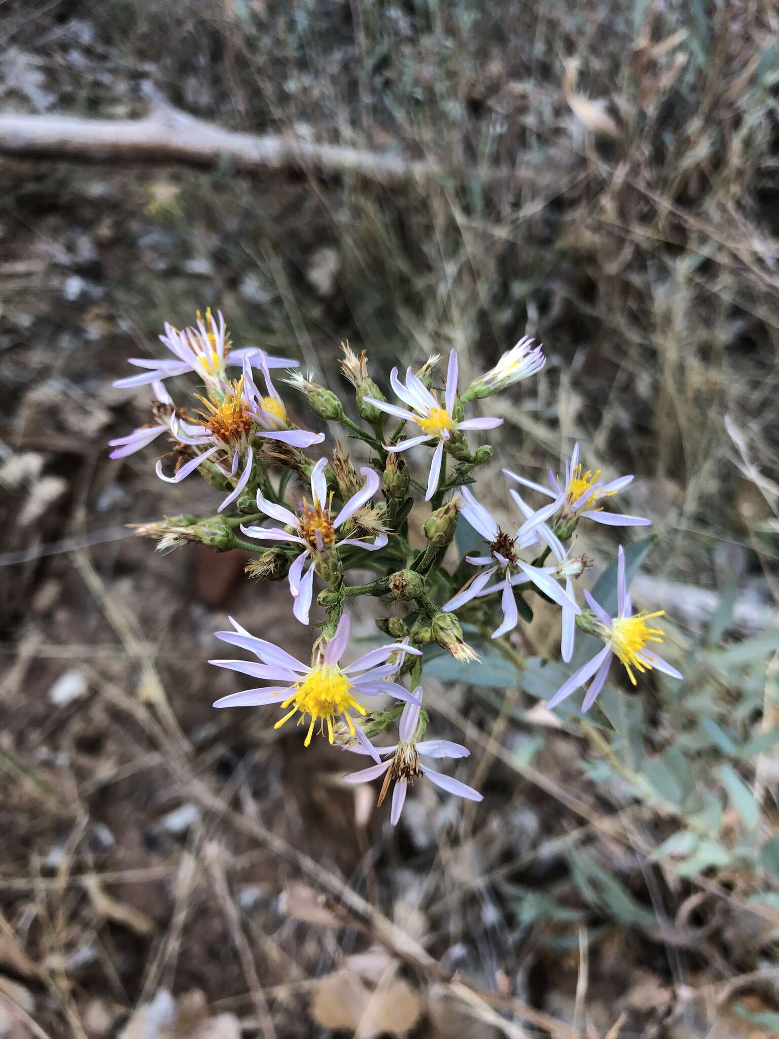 Image of gray aster