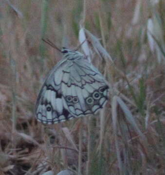 Image of Levantine Marbled White