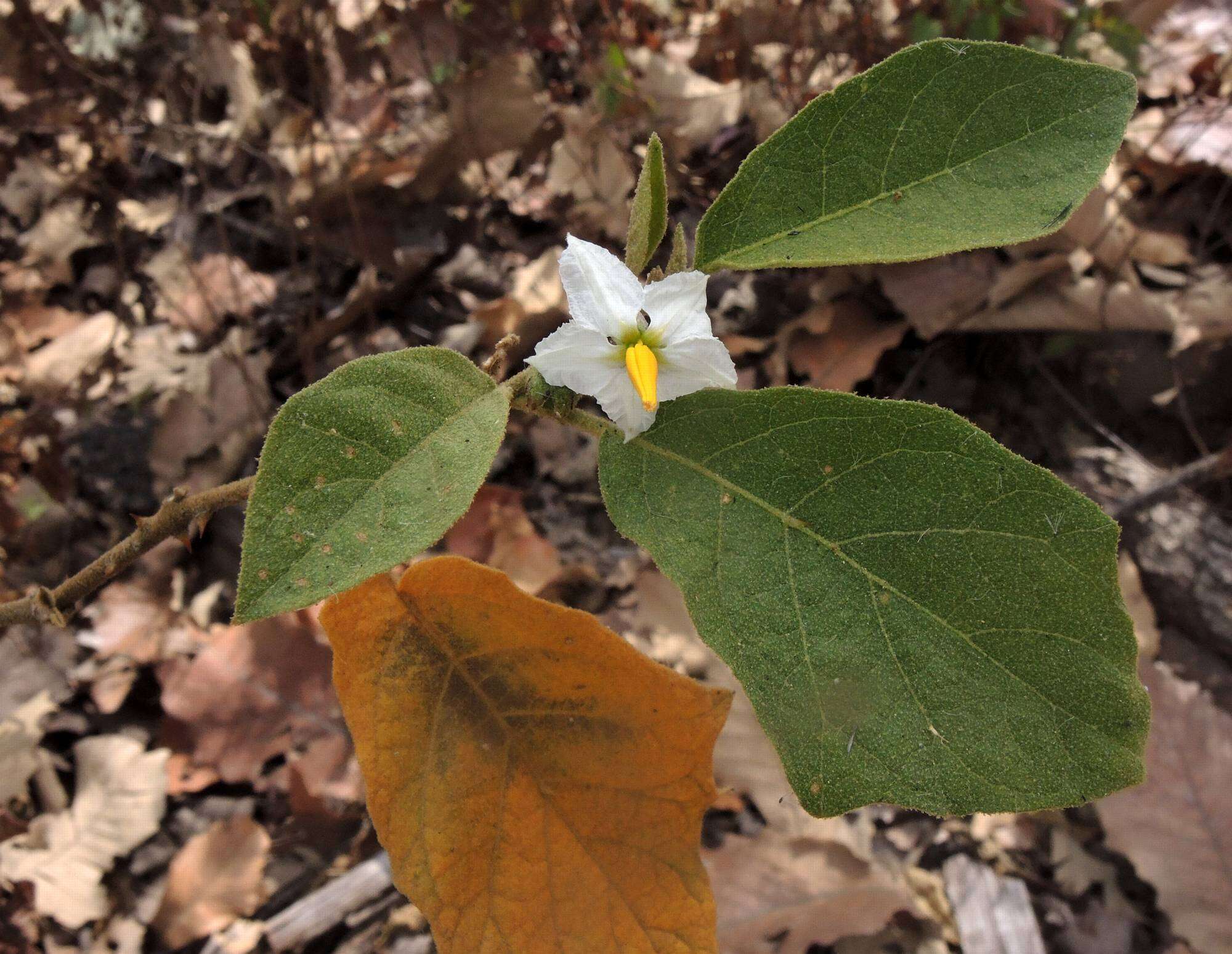 Image of Solanum ferrugineum Jacq.