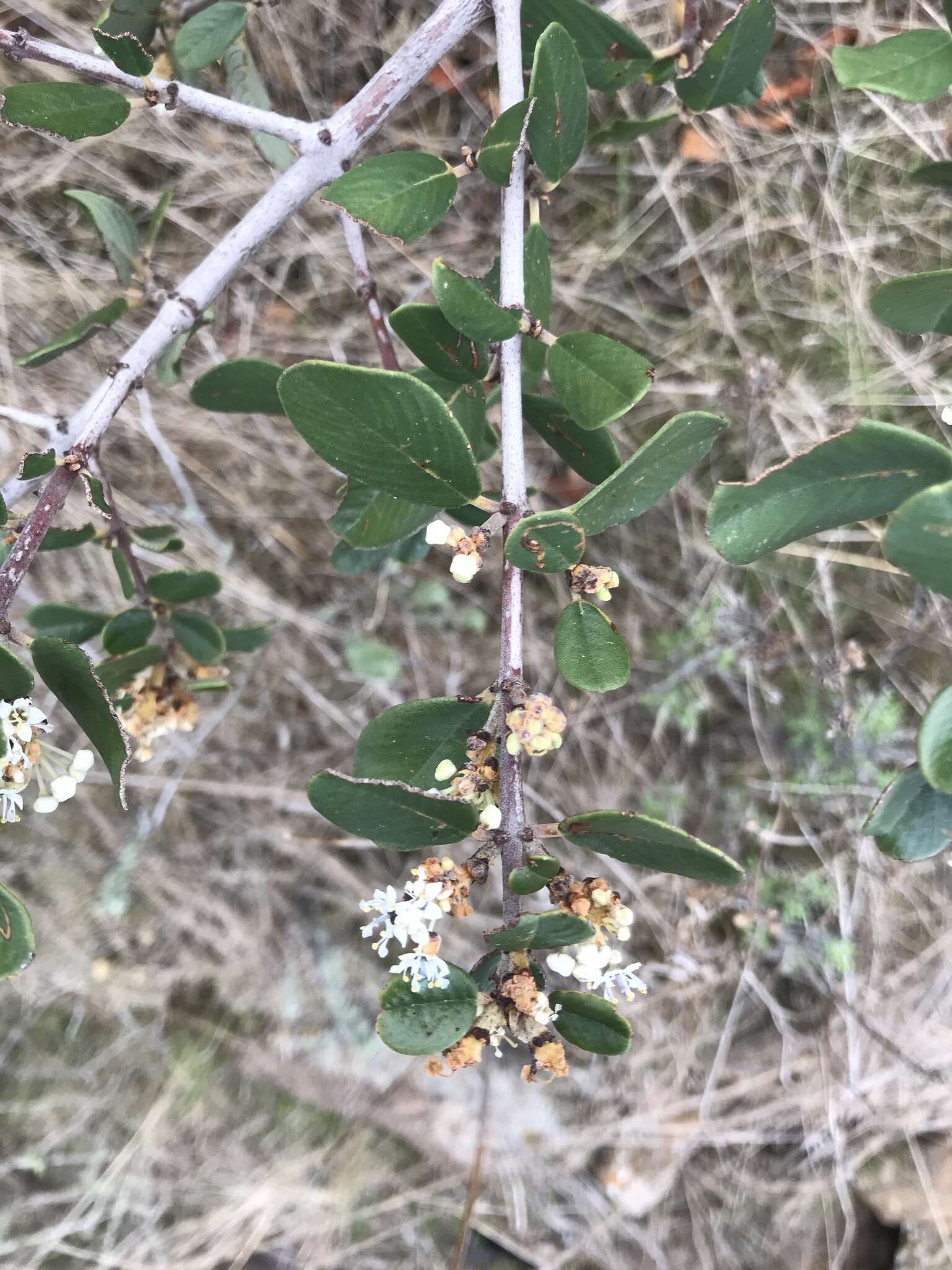 Image of island ceanothus