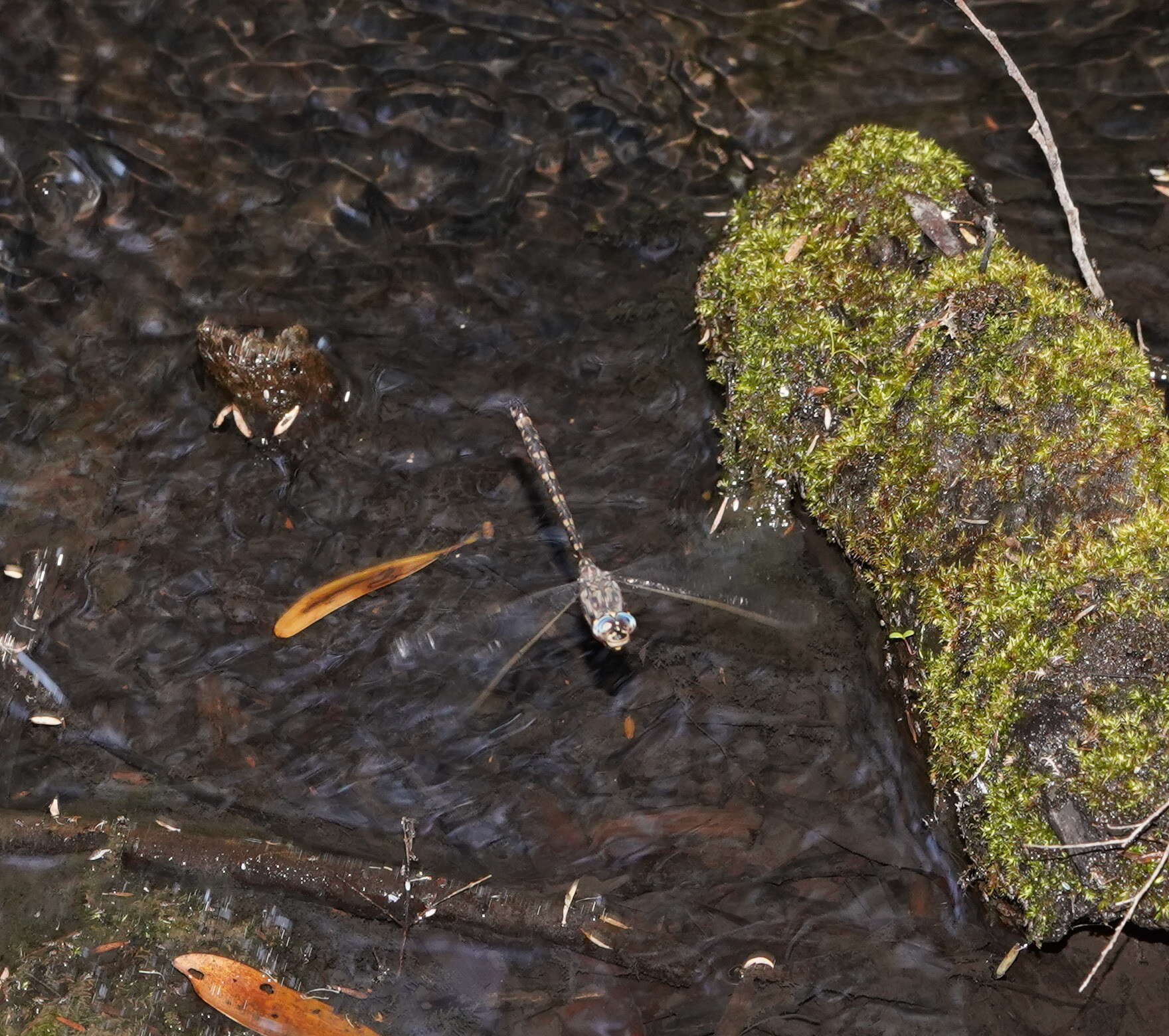 Image of Austroaeschna subapicalis Theischinger 1982