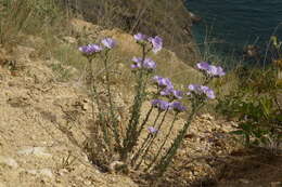 Image of Linum hirsutum subsp. hirsutum