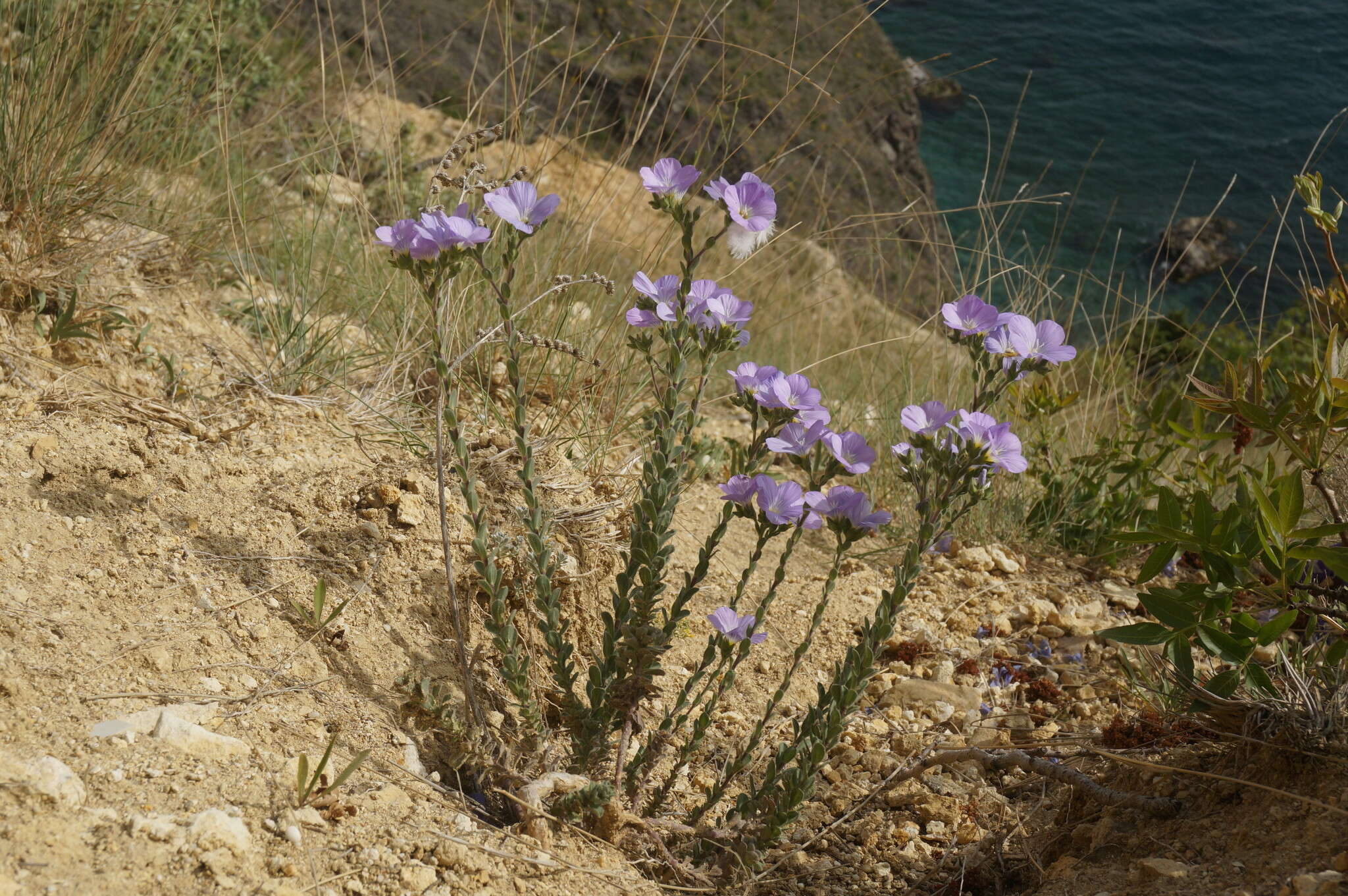 Imagem de Linum hirsutum subsp. hirsutum