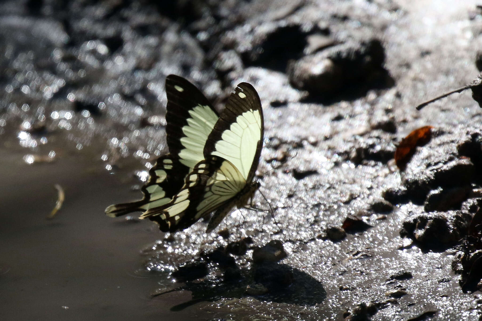 Image of <i>Papilio dardanus tibullus</i>