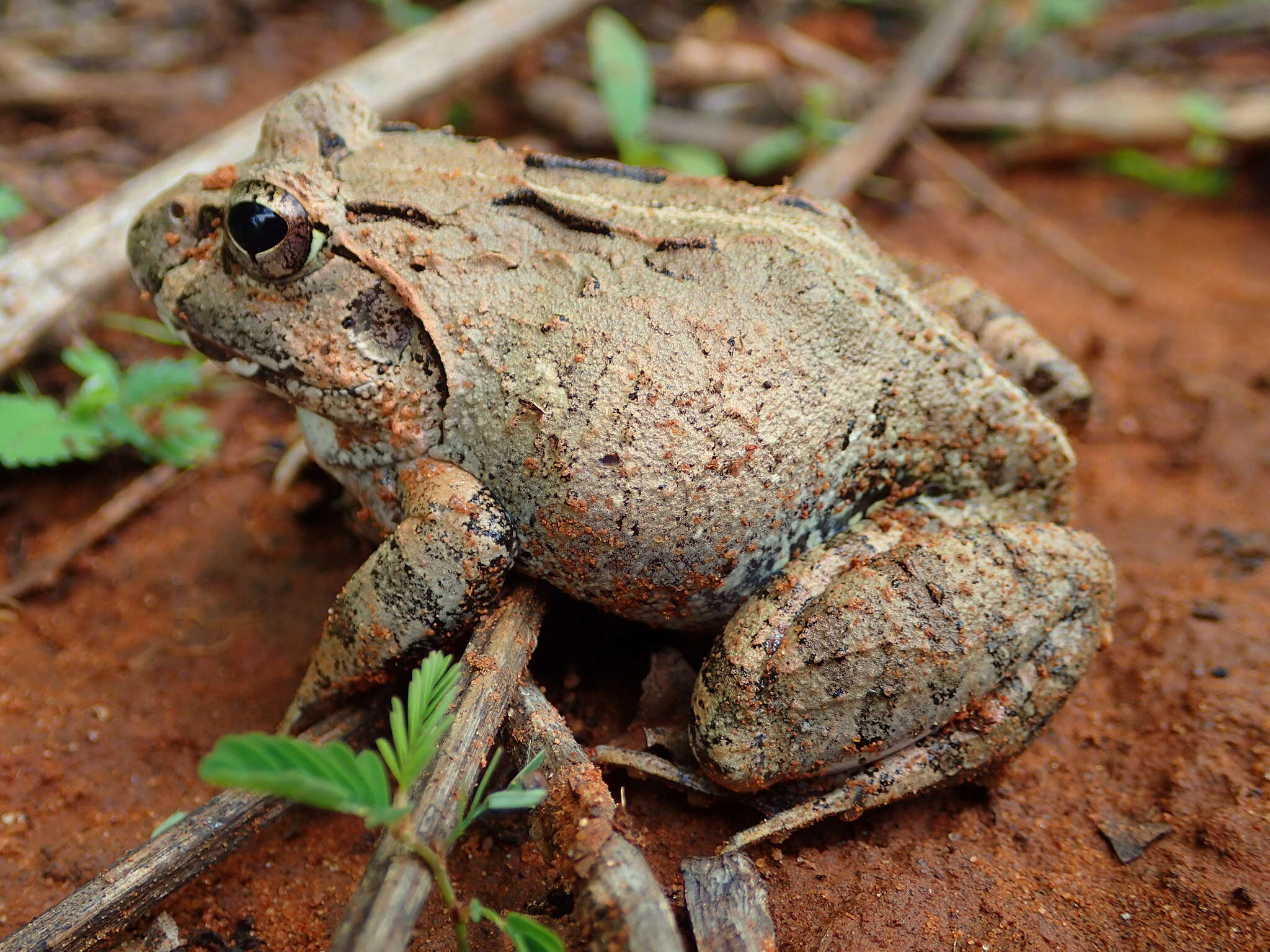 Image of Laliostoma Glaw, Vences & Böhme 1998