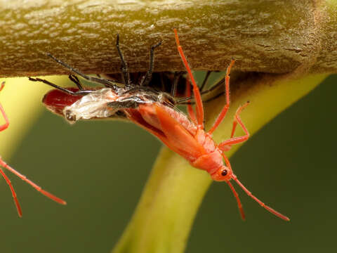 صورة Caenocoris nerii (Germar & E. F. 1847)