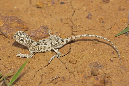 Image of Tympanocryptis wilsoni Melville, Smith, Hobson, Hunjan & Shoo 2014