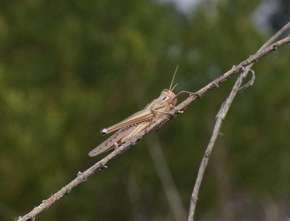 Image of Spur-throated locust