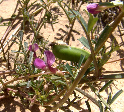 Image of Vicia esdraelonensis Warb. & Eig